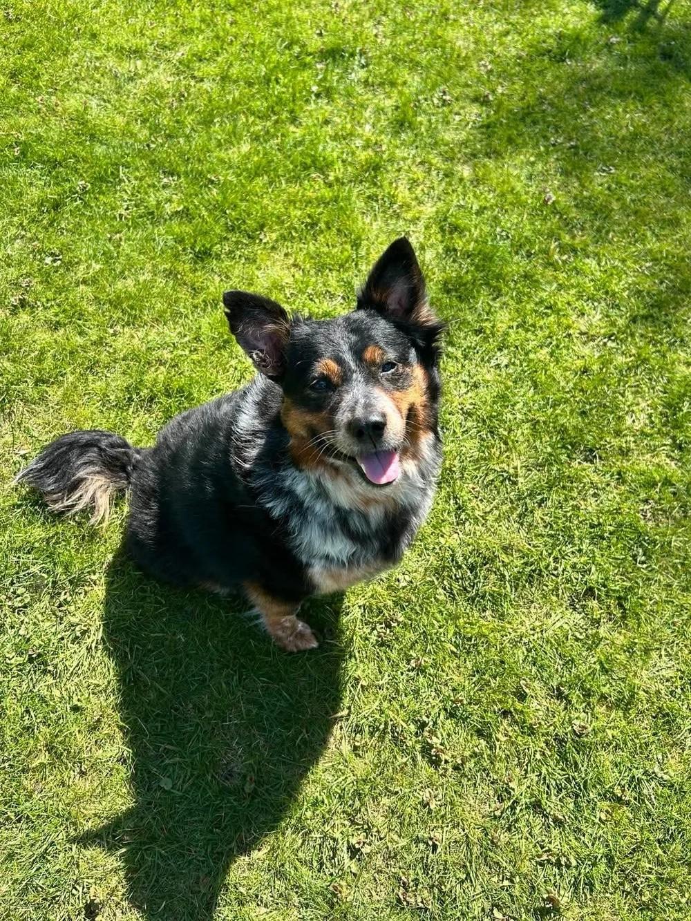 Izzy, a ADOPTABLE Mixed Breed in De Pere, WI image 2/3