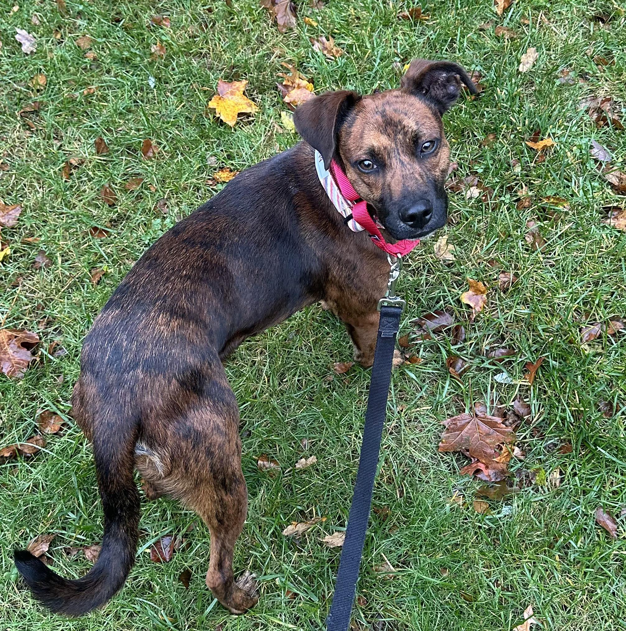 Milo - In MA, a Adoptable mixed breed in Willington, CT image 4/5