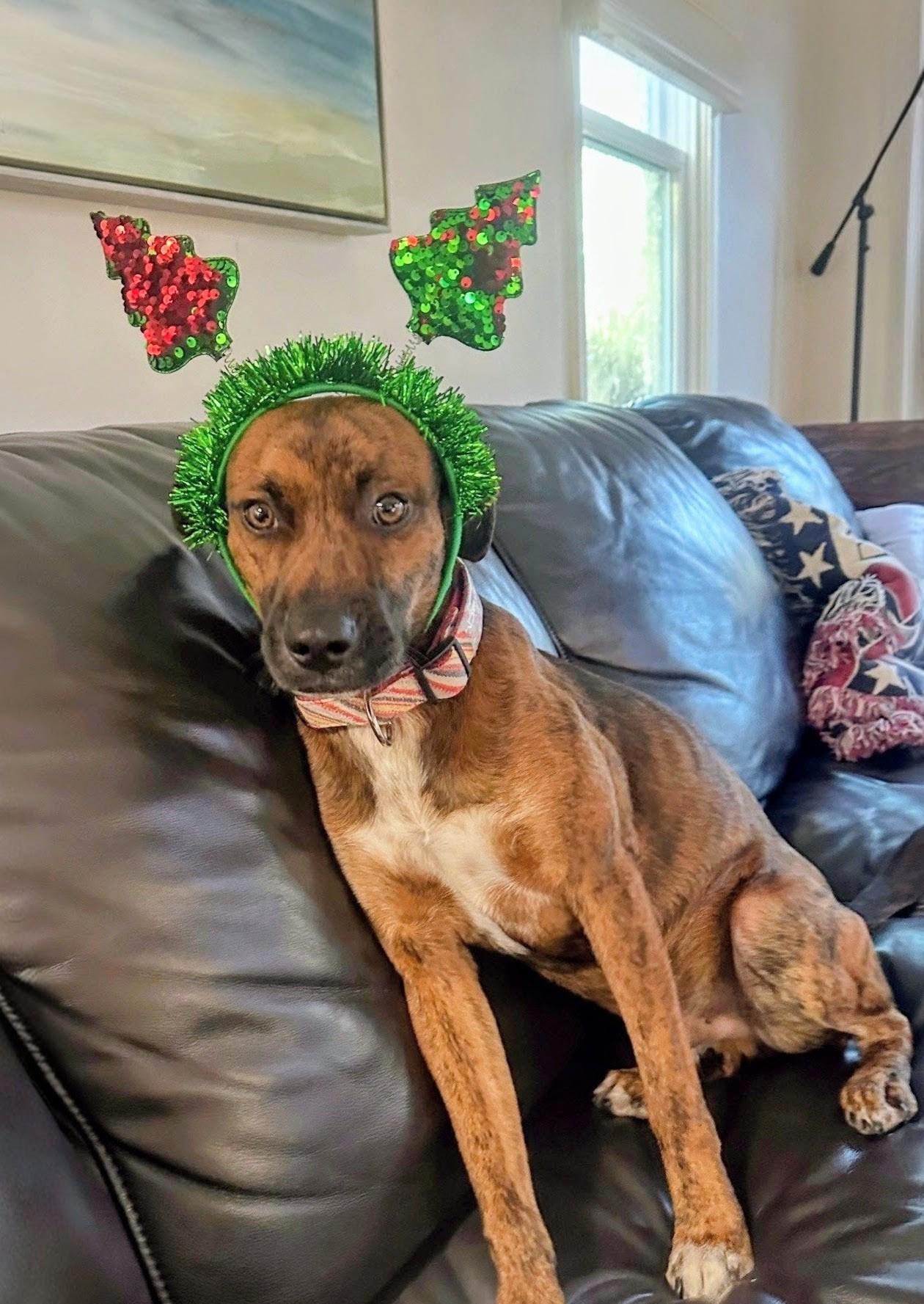 Milo - In MA, Adoptable, Young Male Labrador Retriever.