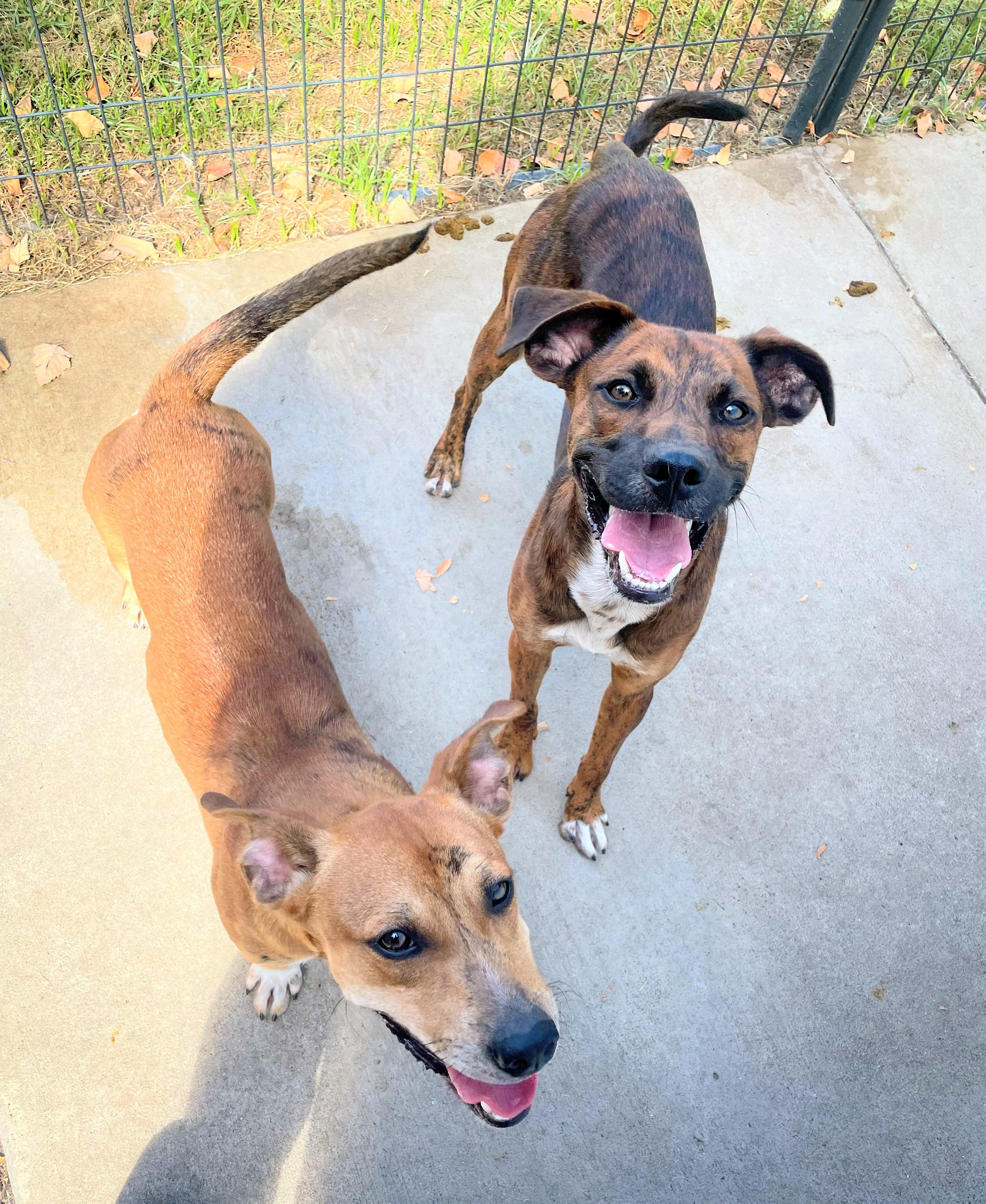 Milo - In MA, a Adoptable mixed breed in Willington, CT image 5/5