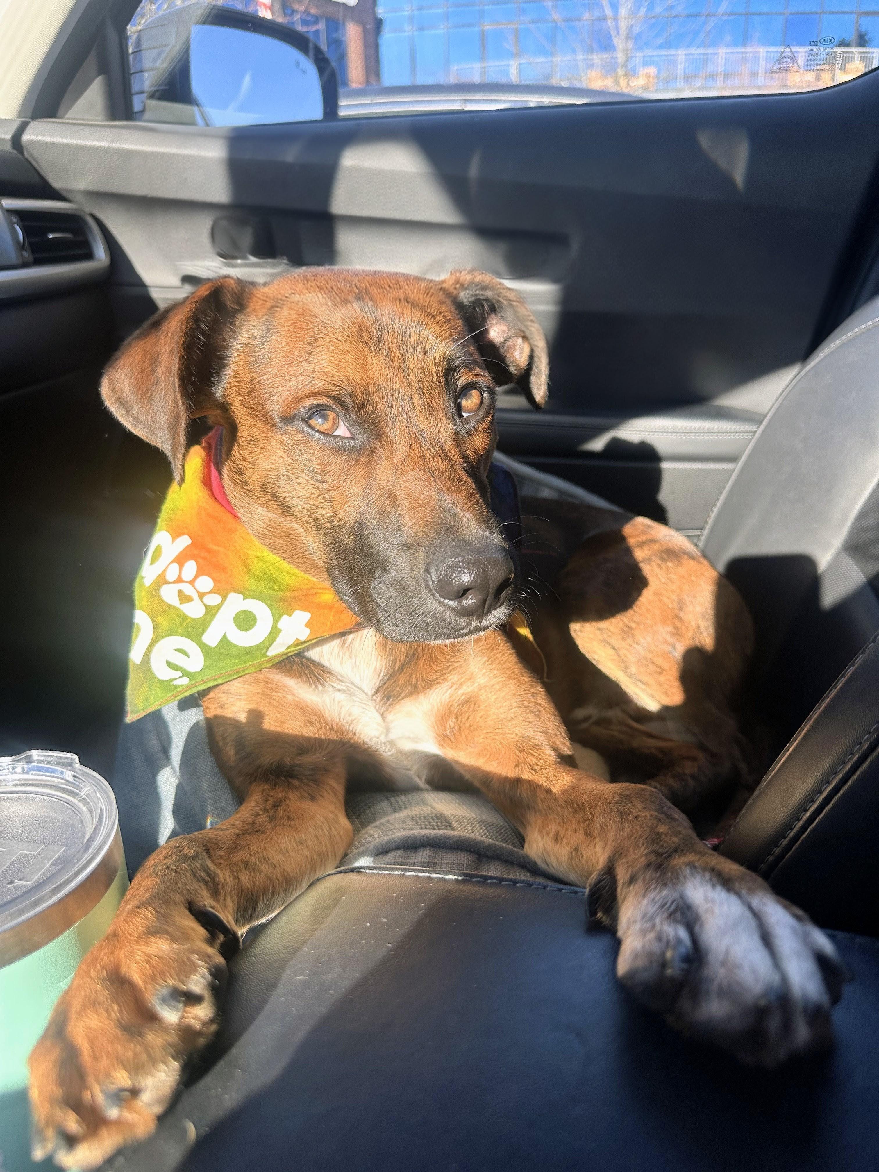 Milo - In MA, a Adoptable mixed breed in Willington, CT image 2/5