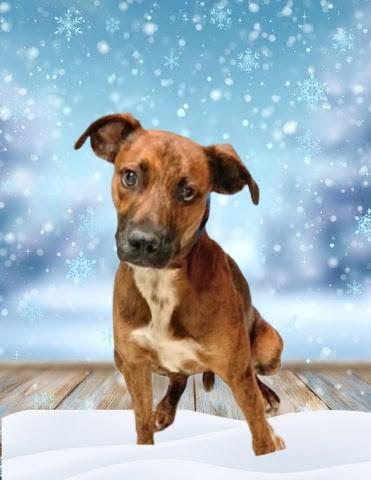 Enlarge Milo - In MA, a Adoptable mixed breed in Willington, CT image 1/6