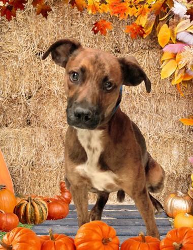 Milo - In MA, a Adoptable mixed breed in Willington, CT image 1/5