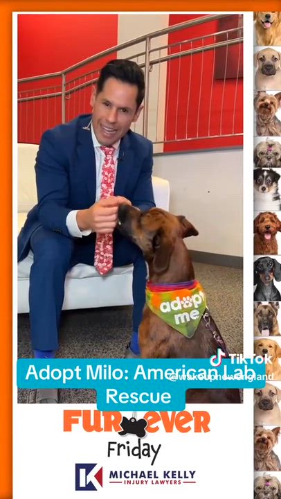 Enlarge Milo - In MA, a Adoptable mixed breed in Willington, CT video 3/5
