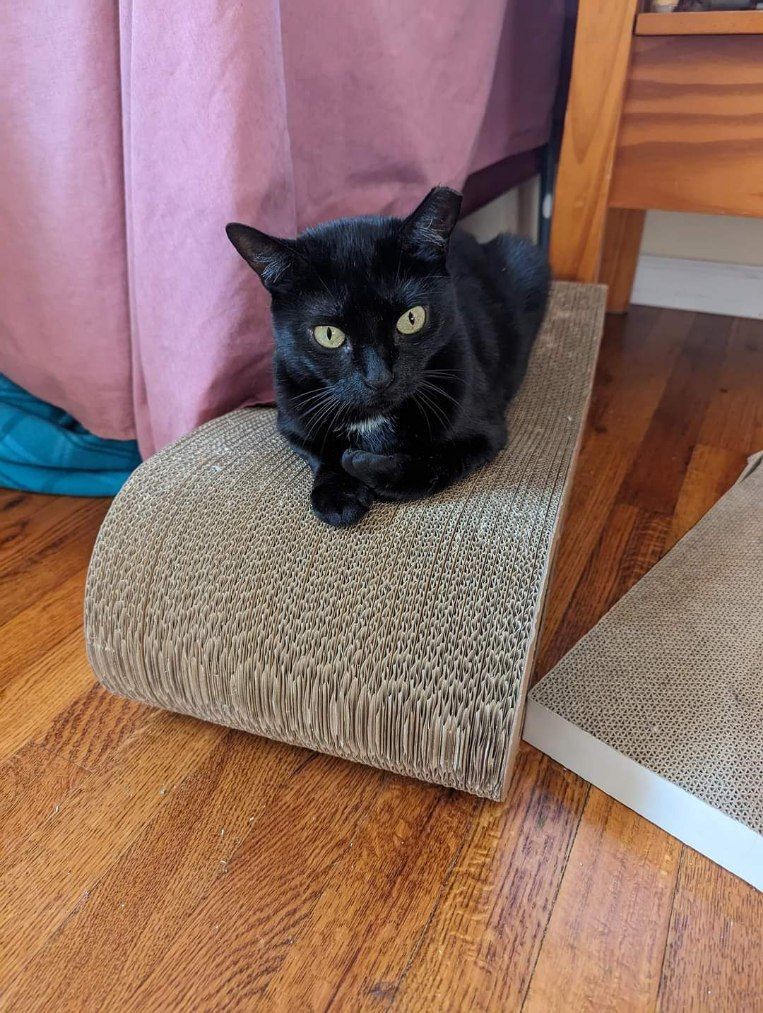 Sabrina, Adopted, Young Female Domestic Short Hair.