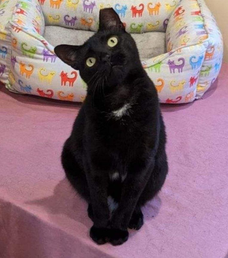 Enlarge Sabrina, a Adopted Domestic Short Hair in Melville, NY image 1/5