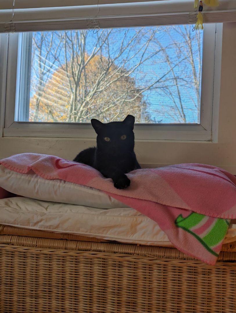 Enlarge Sabrina, a Adopted Domestic Short Hair in Melville, NY image 3/5