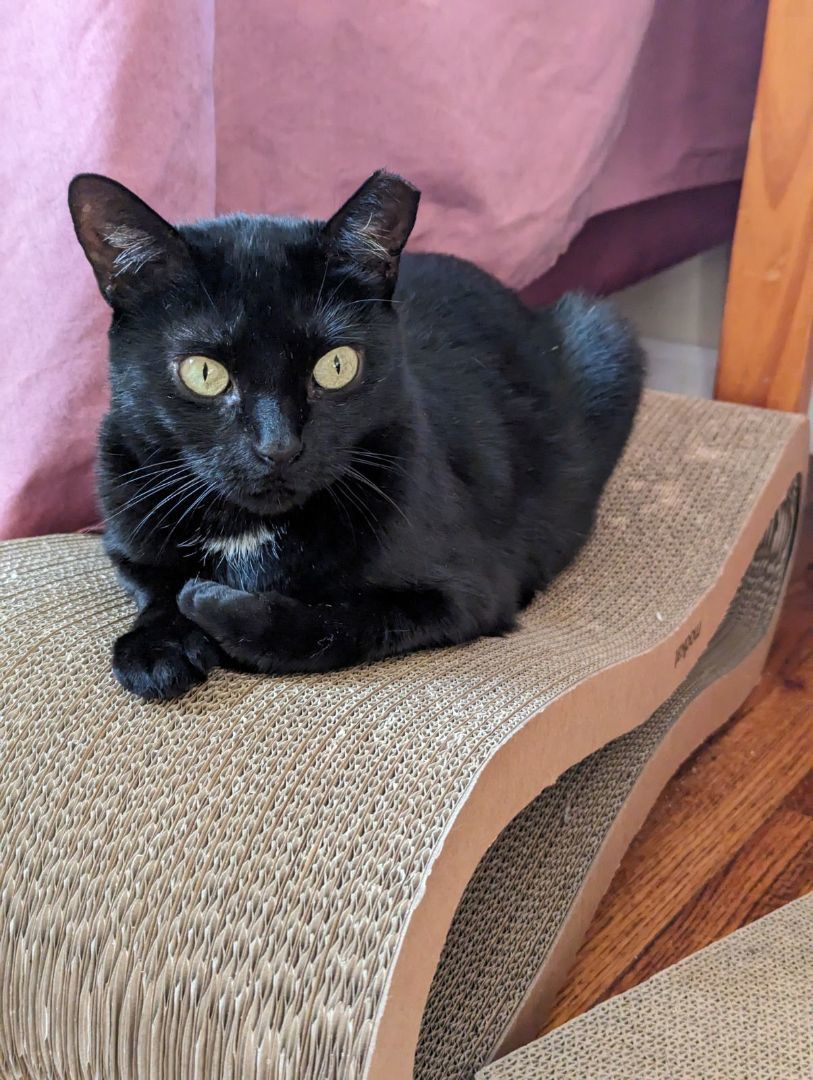 Enlarge Sabrina, a Adopted Domestic Short Hair in Melville, NY image 5/5