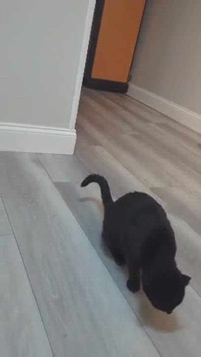 Enlarge Sabrina, a Adopted Domestic Short Hair in Melville, NY video 4/5