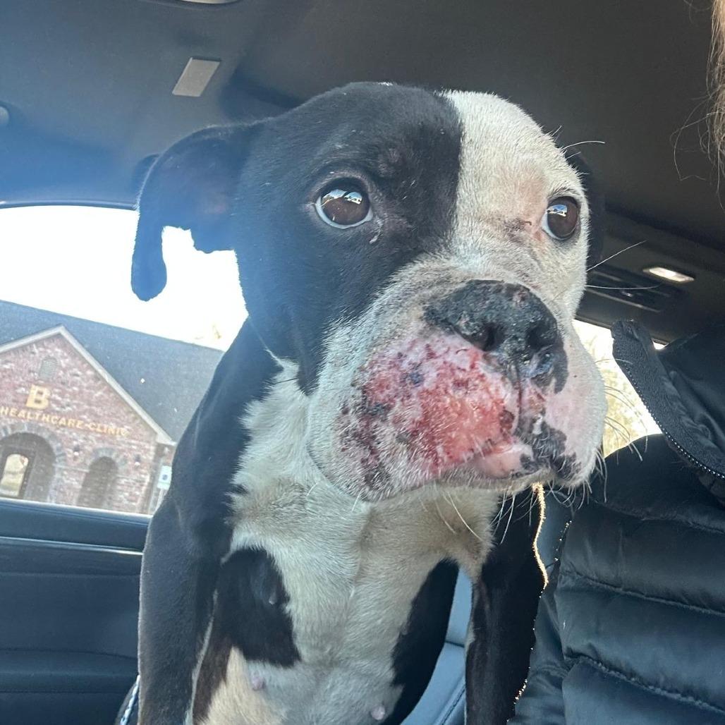 Enlarge Joy, a Adoptable Terrier in Mount Pleasant, TX image 2/6