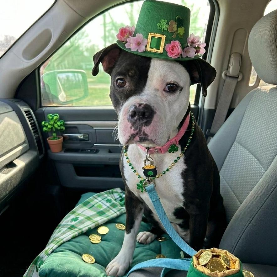 Enlarge Joy, a Adoptable Terrier in Mount Pleasant, TX image 6/6