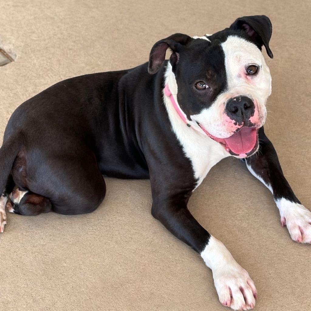 Joy, Adoptable, Adult Female Terrier.