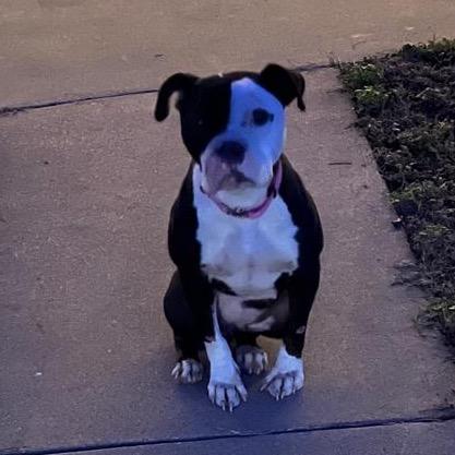 Enlarge Joy, a Adoptable Terrier in Mount Pleasant, TX image 4/6