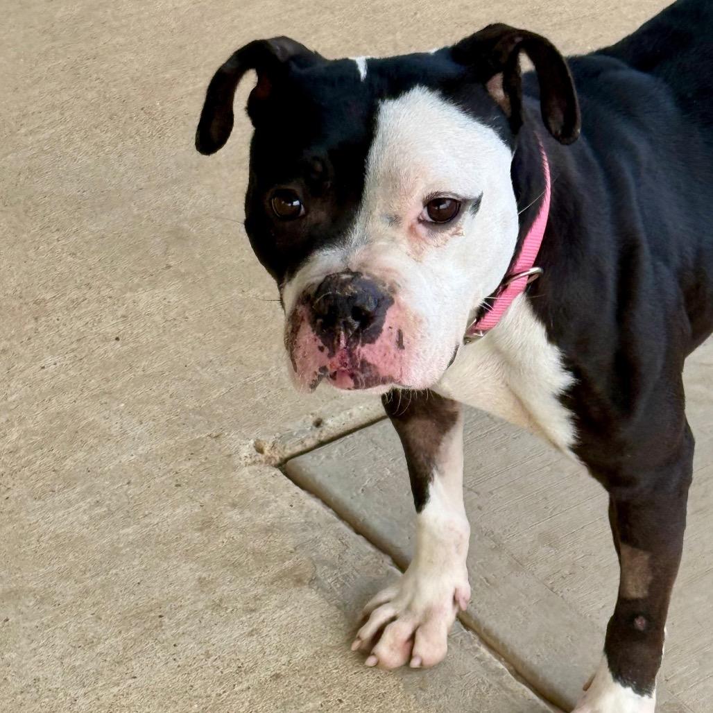 Enlarge Joy, a Adoptable Terrier in Mount Pleasant, TX image 5/6