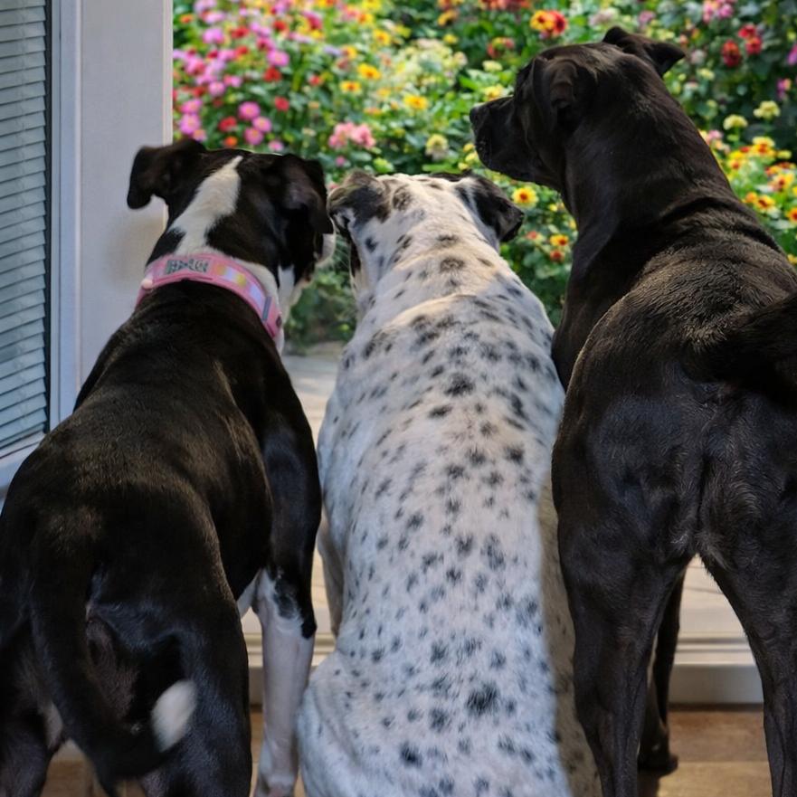 Enlarge Joy, a Adoptable Terrier in Mount Pleasant, TX image 5/6