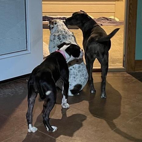 Enlarge Joy, a Adoptable Terrier in Mount Pleasant, TX image 6/6