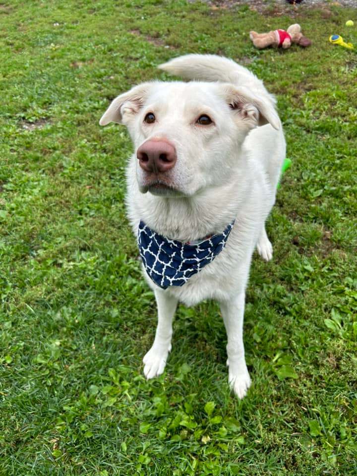 Missy, Adoptable, Adult Female Husky.