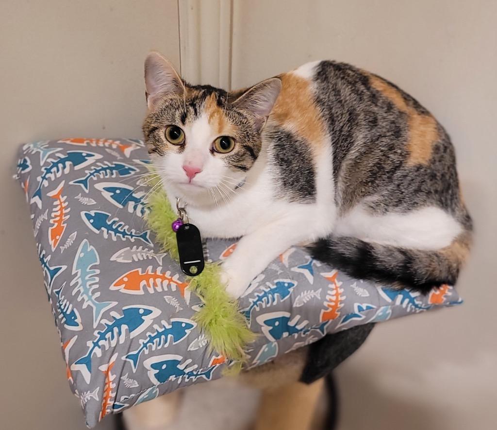 Brandy (Bonded with Ginger), Adoptable, Young Female Calico.