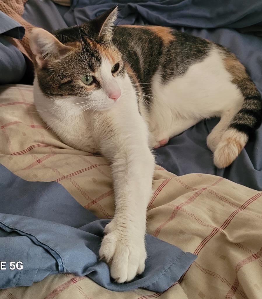 Enlarge Brandy (Bonded with Ginger), a Adoptable Calico in Lewisville, TX image 4/6