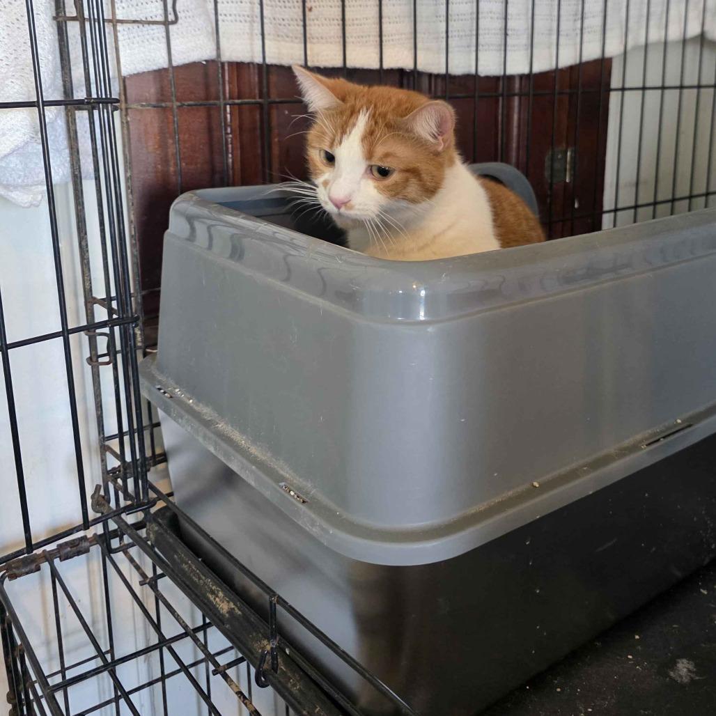 Enlarge Jade, a Adoptable Domestic Short Hair in Delaware, OH image 2/2