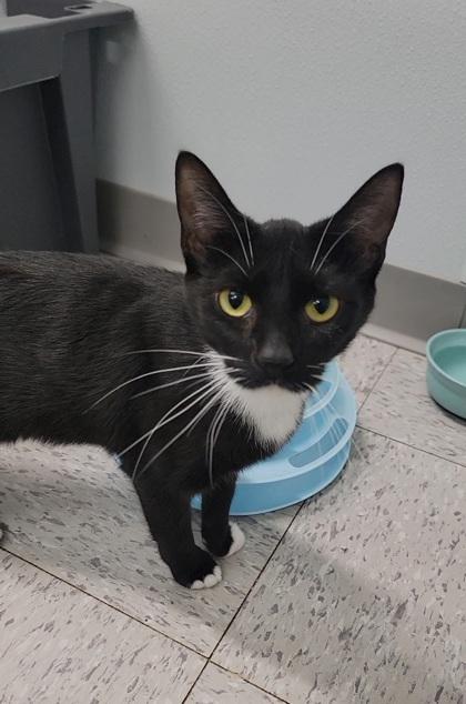 Sissy, Adoptable, Adult Female Domestic Short Hair & Domestic Short Hair.