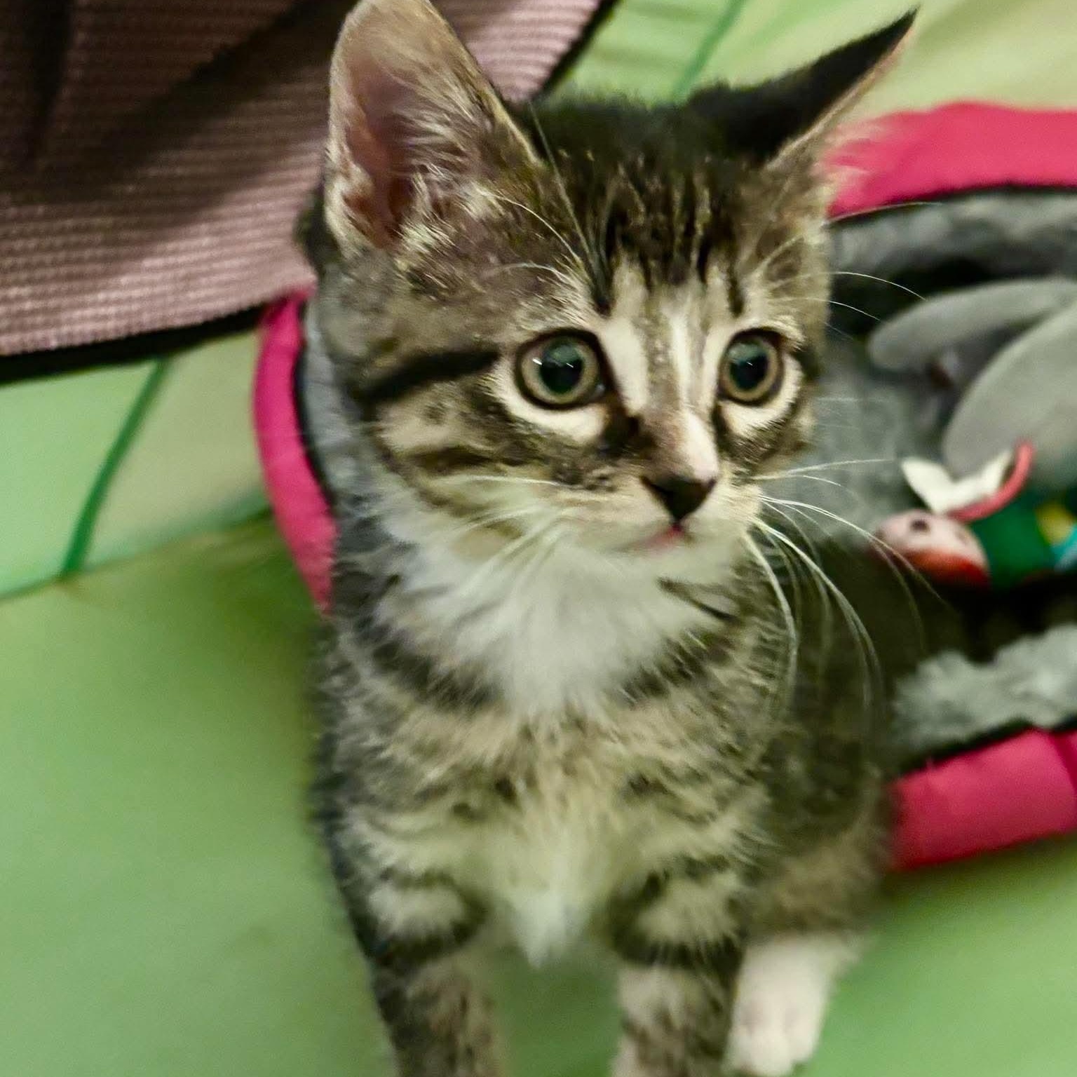 Enlarge Lorraina, a Adoptable mixed breed in Minooka, IL image 4/4