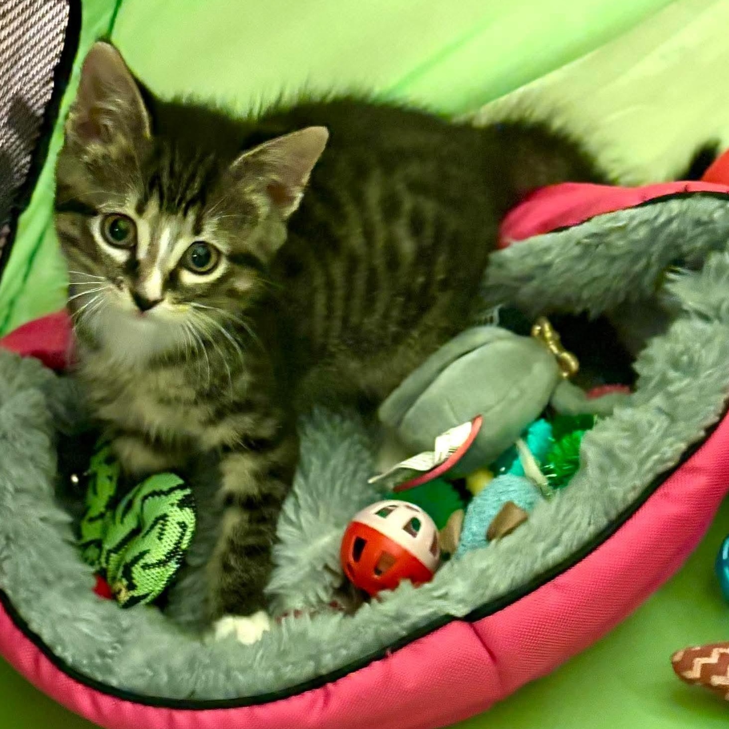 Enlarge Lorraina, a Adoptable mixed breed in Minooka, IL image 1/4