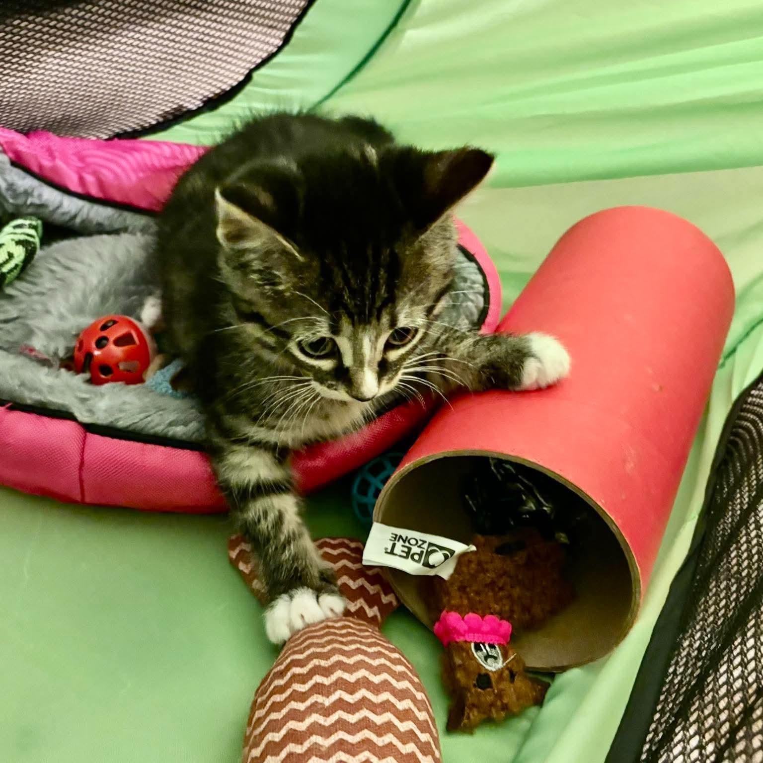 Enlarge Lorraina, a Adoptable mixed breed in Minooka, IL image 3/4