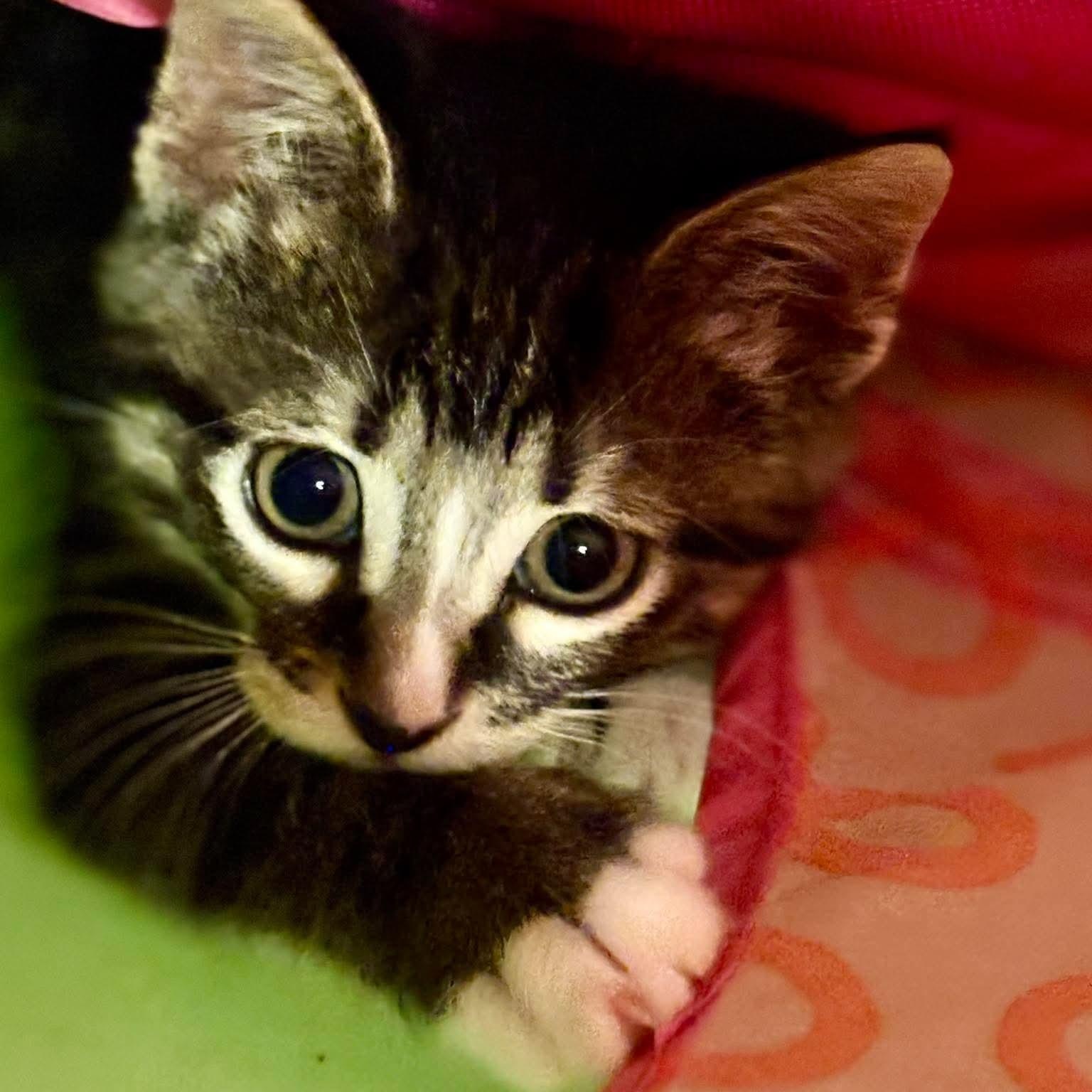 Enlarge Lorraina, a Adoptable mixed breed in Minooka, IL image 2/4