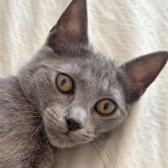 Enlarge Bianca, a Adoptable mixed breed in New York, NY image 1/4