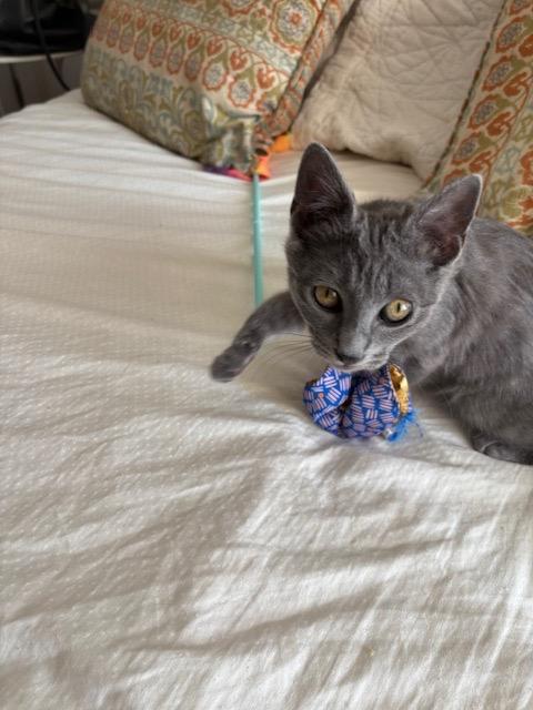 Enlarge Bianca, a Adoptable mixed breed in New York, NY image 2/4