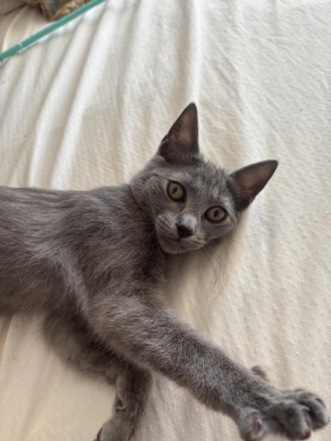 Enlarge Bianca, a Adoptable mixed breed in New York, NY image 4/4