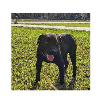 Claude aka "Buddy"