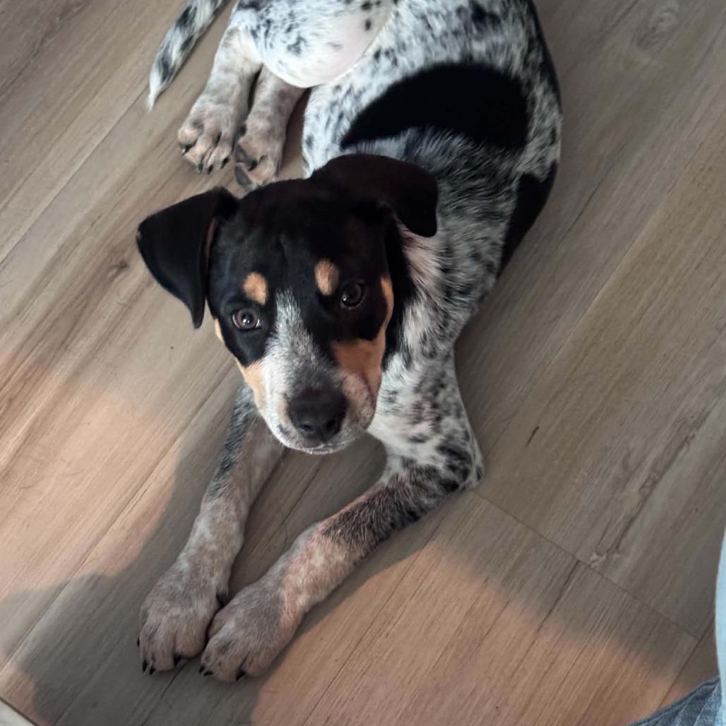 Maverick, Adoptable, Puppy Male Australian Cattle Dog / Blue Heeler & Mixed Breed.