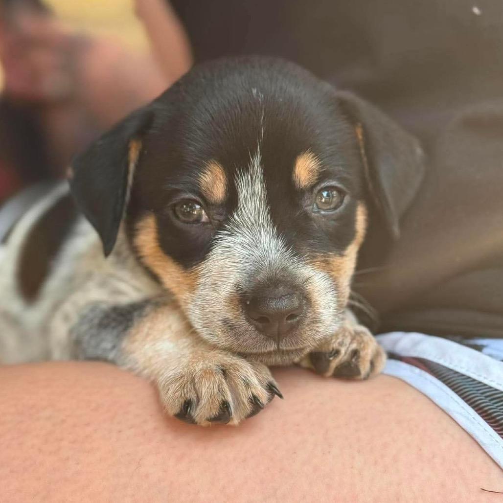 Enlarge Maverick, a Adoptable mixed breed in Peculiar, MO image 2/5