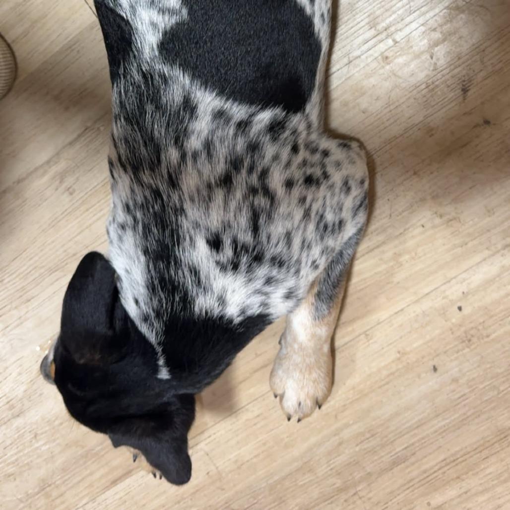 Enlarge Maverick, a Adoptable mixed breed in Peculiar, MO image 3/5