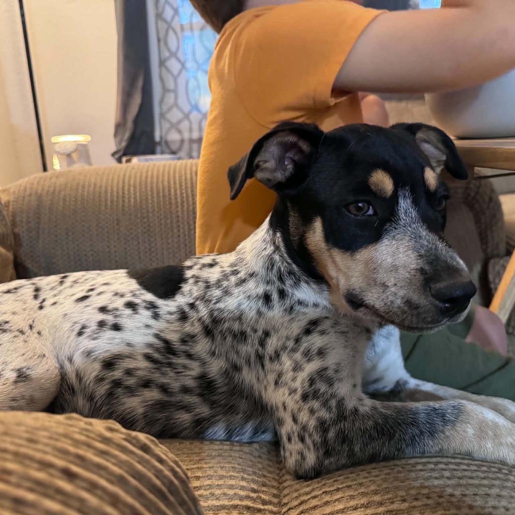 Enlarge Maverick, a Adoptable mixed breed in Peculiar, MO image 4/5