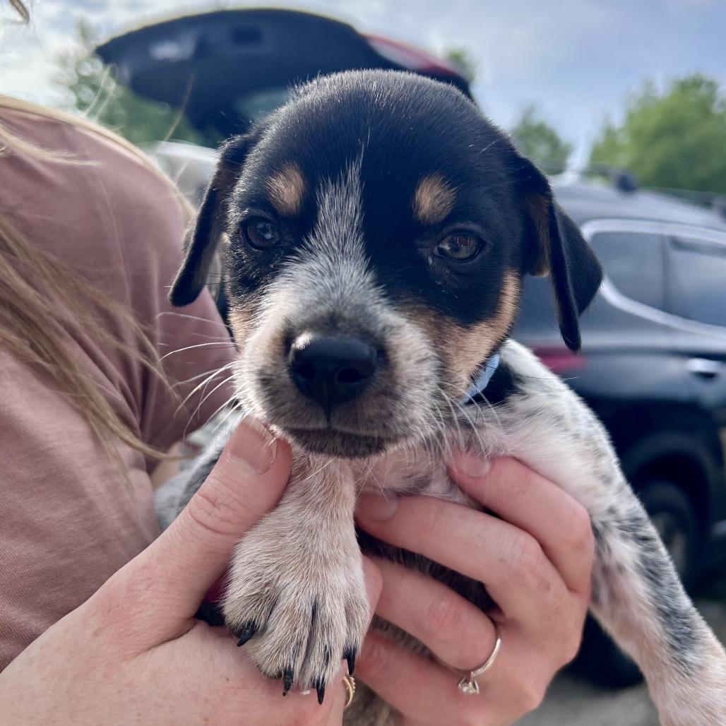 Enlarge Maverick, a Adoptable mixed breed in Peculiar, MO image 5/5