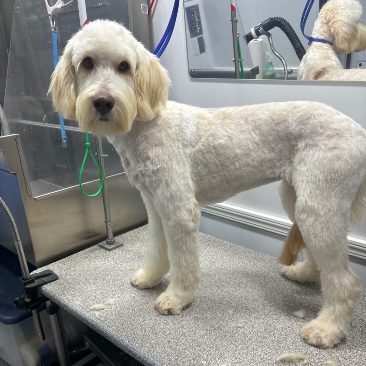 Swiftie and Kelsie (Bonded Pair), adopted, Adult Female Goldendoodle.