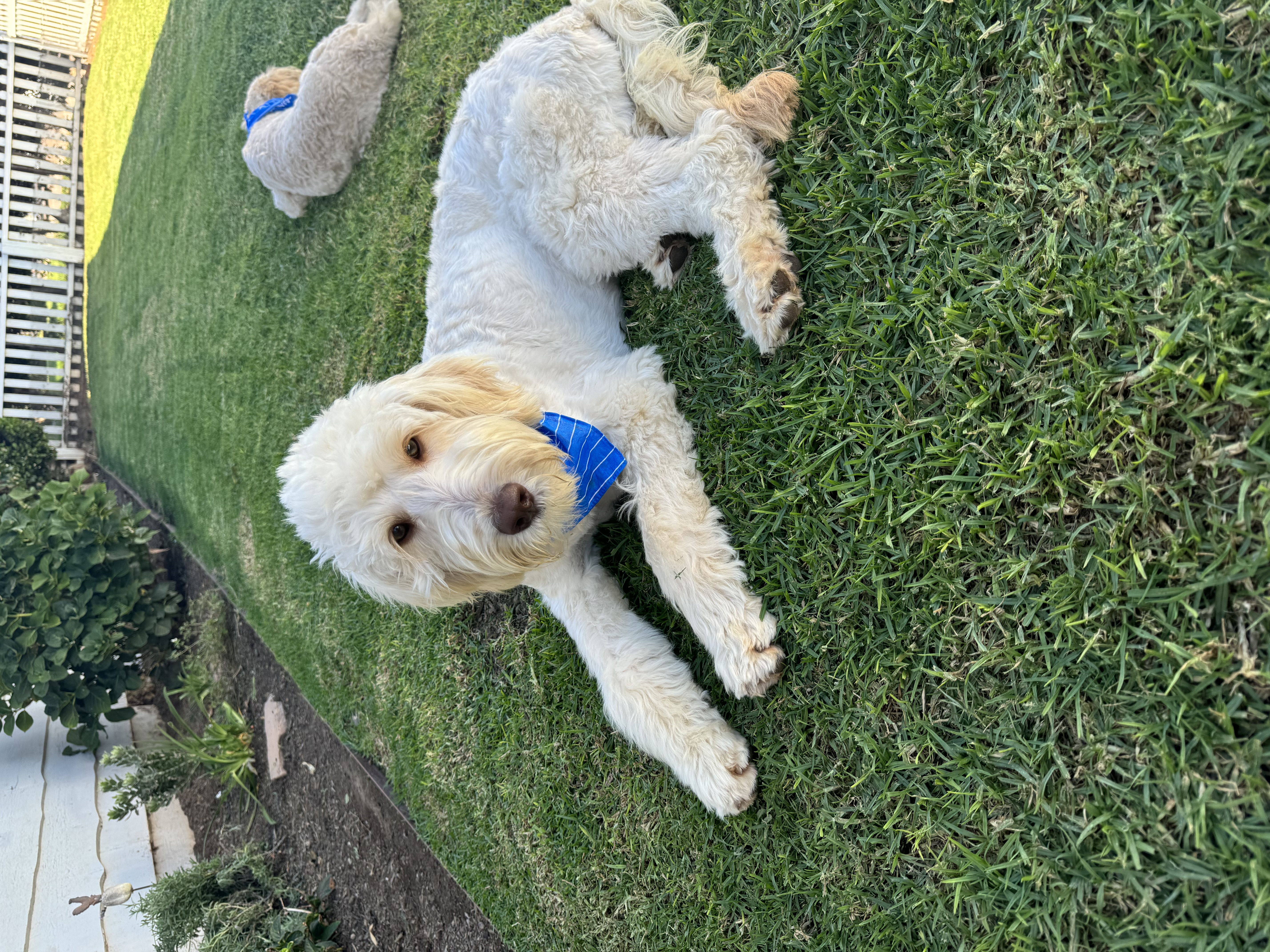 Swiftie and Kelsie (Bonded Pair), an adopted Goldendoodle in San Diego, CA image 2/6