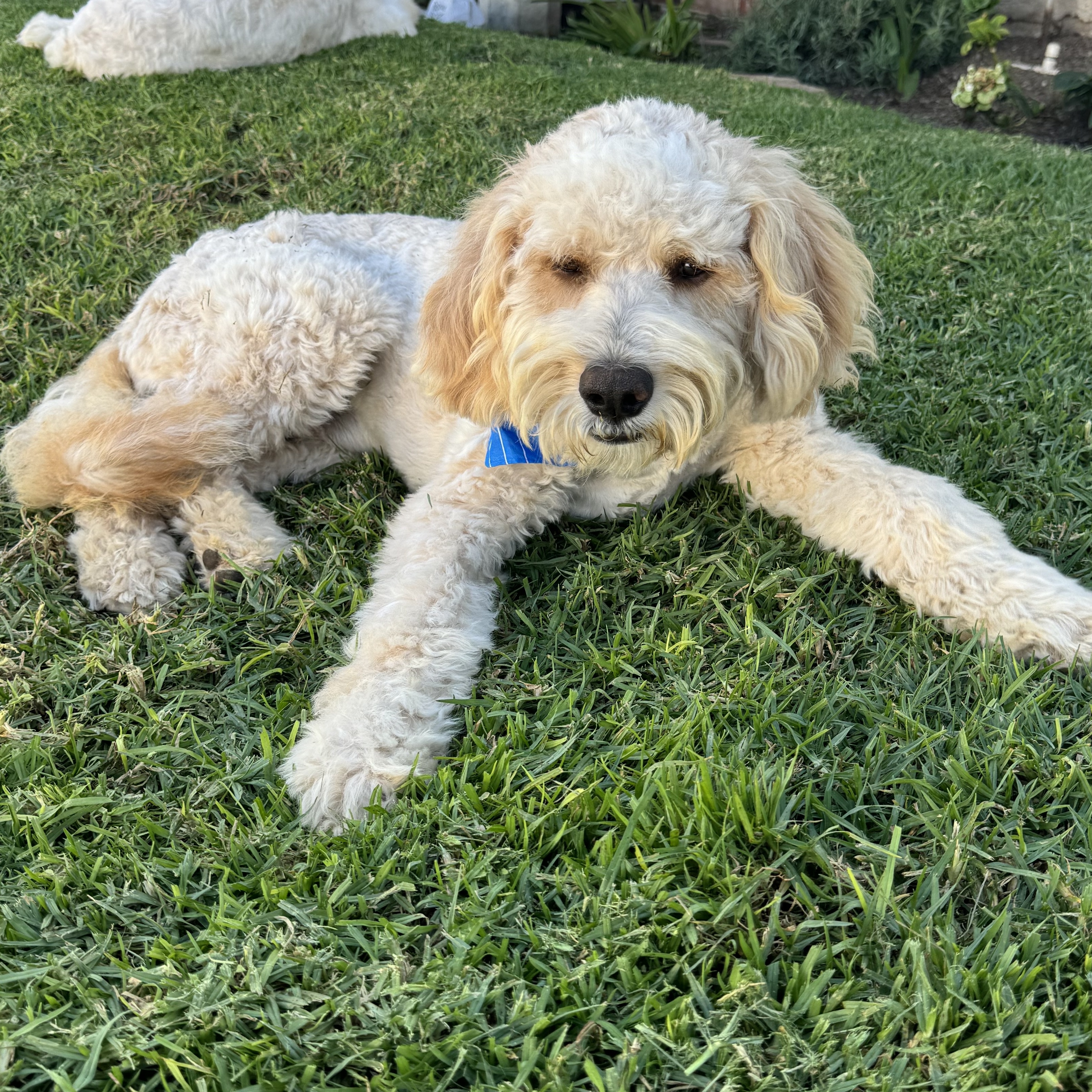Swiftie and Kelsie (Bonded Pair), an adopted Goldendoodle in San Diego, CA image 3/6