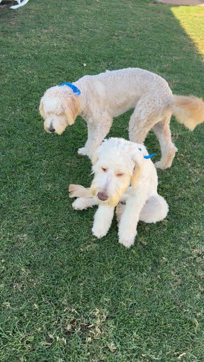 Enlarge Swiftie and Kelsie (Bonded Pair), an adopted Goldendoodle in San Diego, CA video 6/6