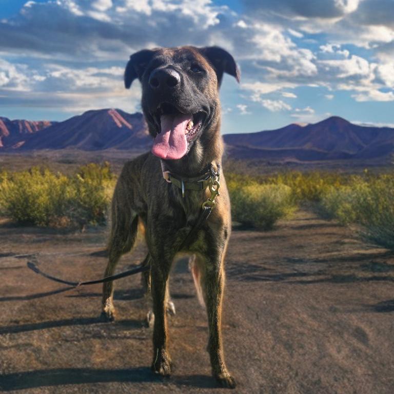 Enlarge Roxy, a Adoptable mixed breed in Las Vegas, NV image 1/4