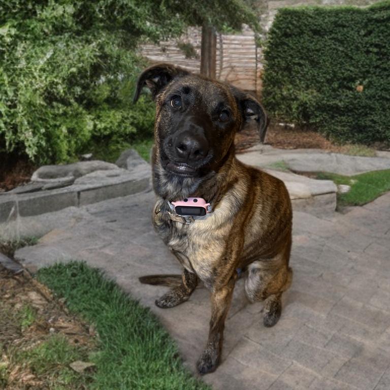 Enlarge Roxy, a Adoptable mixed breed in Las Vegas, NV image 2/4