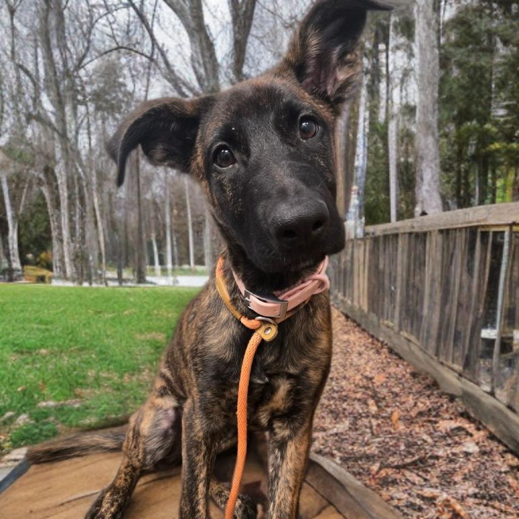Missy / Roxy, Adoptable, Adult Female Dutch Shepherd & Belgian Shepherd / Malinois.