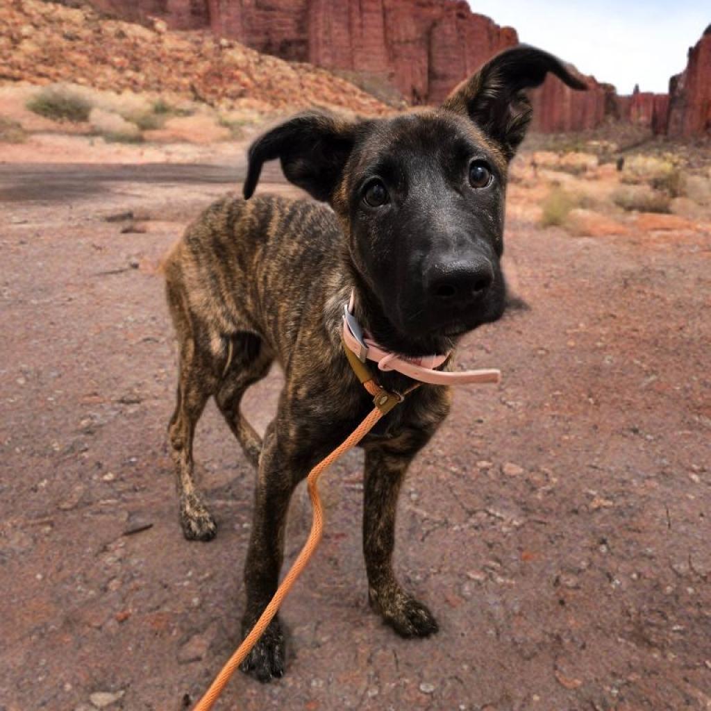 Missy / Roxy, a Adoptable mixed breed in Las Vegas, NV image 2/2