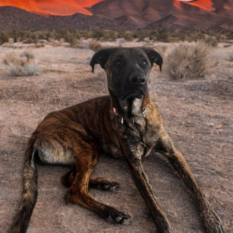 Enlarge Roxy, a Adoptable mixed breed in Las Vegas, NV image 4/4