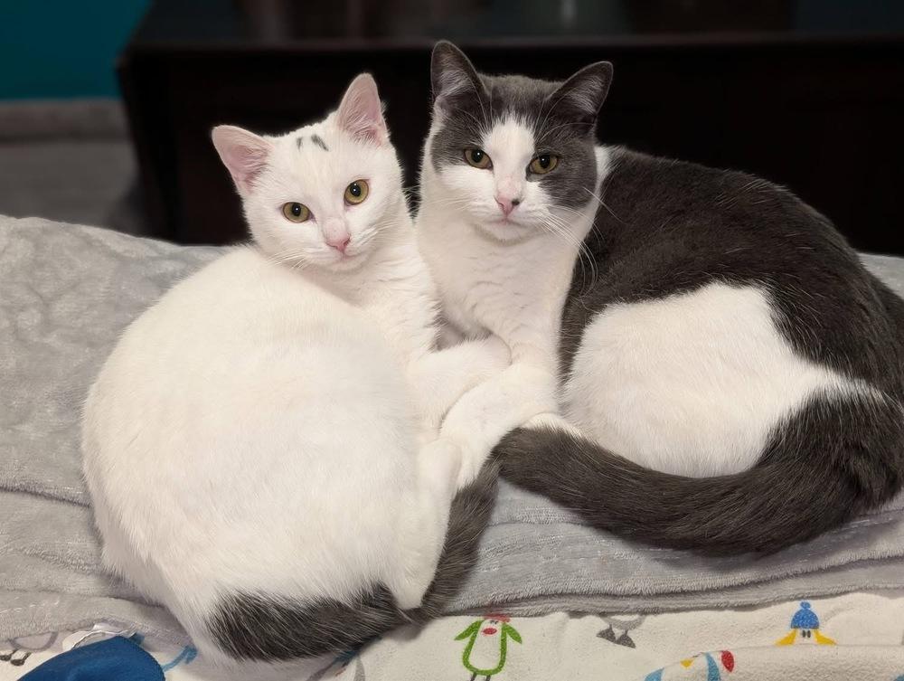 Jul, Adoptable, Kitten Female Domestic Short Hair & Domestic Short Hair.