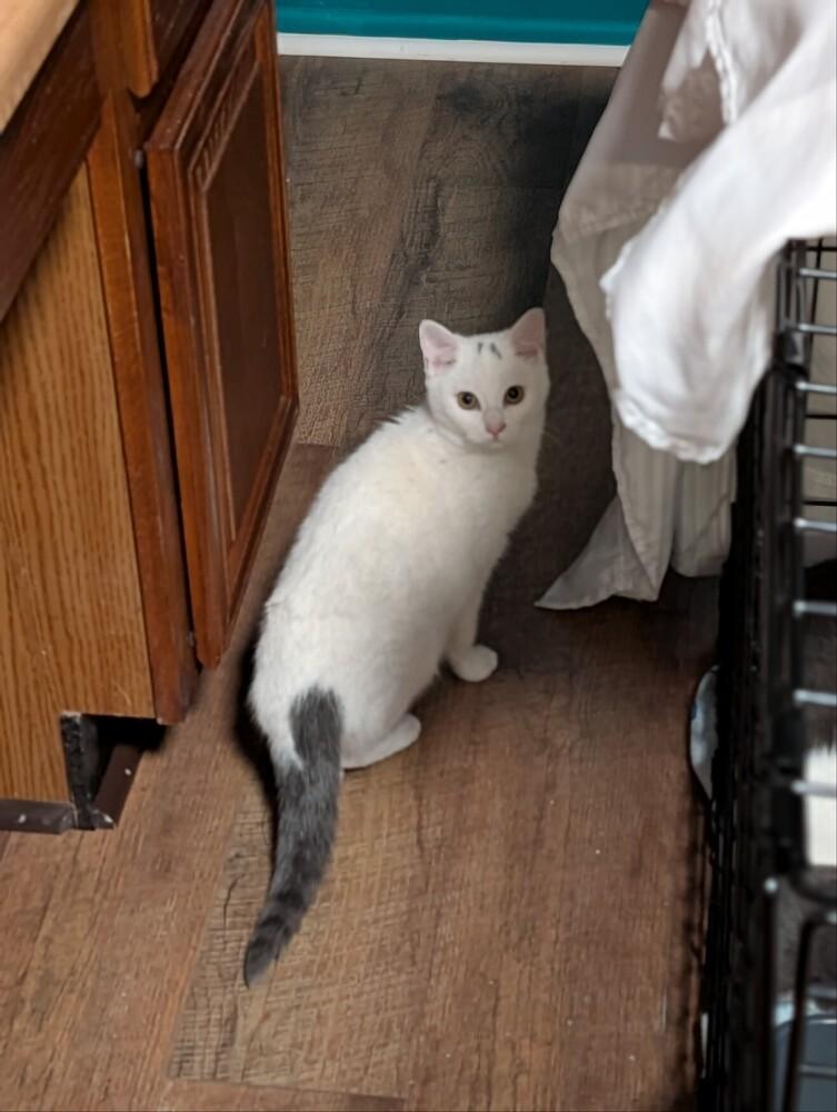 Enlarge Jul, a Adoptable mixed breed in Poplar Grove, IL image 2/6