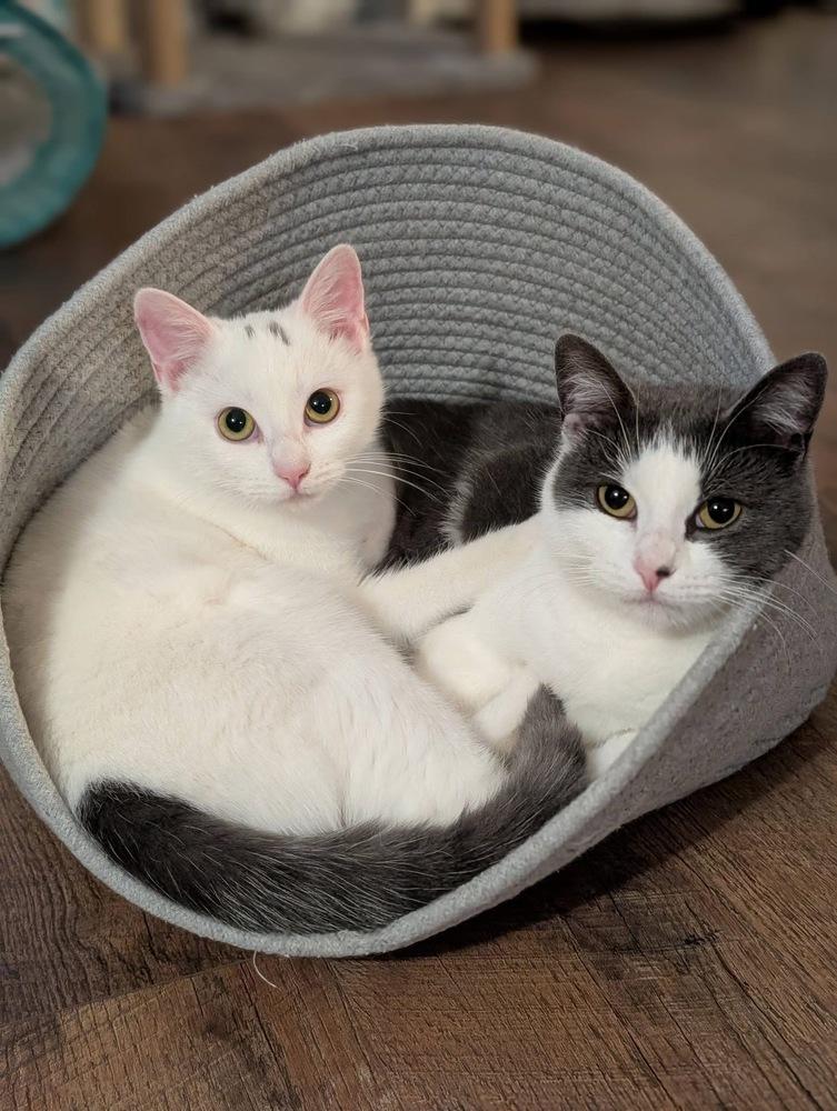 Enlarge Jul, a Adoptable mixed breed in Poplar Grove, IL image 3/6